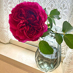 いいにおい♡/バラ大好き♡/薔薇/花のある暮らし/塗り壁...などのインテリア実例 - 2023-05-07 19:44:09