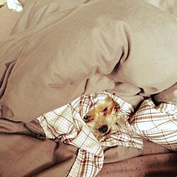 ベッド周り/犬部♪のインテリア実例 - 2014-05-11 18:04:49