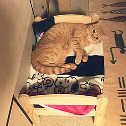 ベッド周り/猫/IKEAのインテリア実例 - 2017-05-25 22:35:48