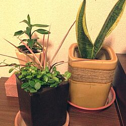 リビング/植物のインテリア実例 - 2013-05-24 20:45:29