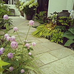 玄関/入り口/庭の草花/グリーンのある暮らし/自分で植えた木と草花/千日紅...などのインテリア実例 - 2019-07-10 11:49:50