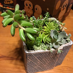 小さな世界/まだまだ寄植えしたい！/ゼダムの名前覚えられない私です/寄植え/いいね&フォローありがとうございます☆...などのインテリア実例 - 2021-02-23 09:03:57