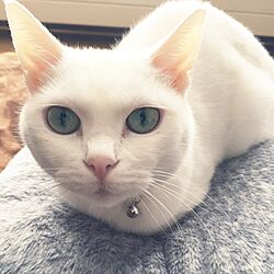 猫と暮らす/我が家の白猫さん/カインズホーム/ベッド周りのインテリア実例 - 2016-10-25 12:05:20