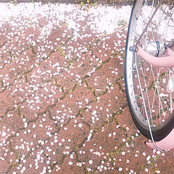 自転車/玄関/入り口/満開/桜/桜吹雪...などのインテリア実例 - 2022-03-30 19:36:35