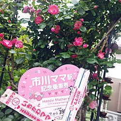 薔薇/ばらの花/薔薇アーチ/毎年恒例/市川ママ...などのインテリア実例 - 2024-05-12 14:31:05