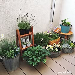 ベッド周り/丁寧な暮らしがしたい/植物のエネルギー/癒しの空間/グリーンのある暮らし...などのインテリア実例 - 2017-04-24 13:24:33