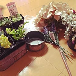 部屋全体/ロハス戦利品/いなざうるす屋さん/多肉植物/観葉植物...などのインテリア実例 - 2014-04-27 00:54:42