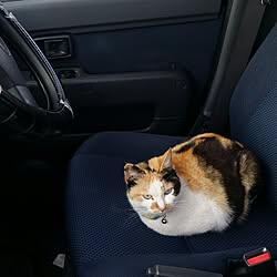 猫/車が好きな猫/実家の猫/部屋とは関係なくてゴメンなさい/餌待ちのインテリア実例 - 2016-05-25 18:39:18