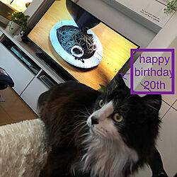 猫/Happy Birthday/IKEA/リビングのインテリア実例 - 2020-03-15 13:28:26