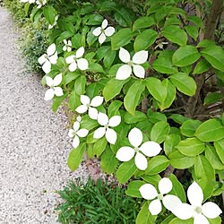 玄関/入り口/梅雨の楽しみ方/植物のある暮らし/いやしの空間/毎日の暮らしを楽しむ♪...などのインテリア実例 - 2023-06-10 07:18:59