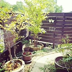 gardening/手作りの庭/植物/DIY/ジャンク...などのインテリア実例 - 2014-09-23 13:03:25