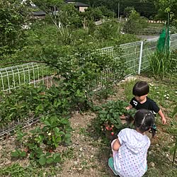 キッチン/イチゴ/なぜか家にグラウンドがある/インテリアじゃなくてごめんなさい/連投すみません...などのインテリア実例 - 2017-05-27 09:20:40