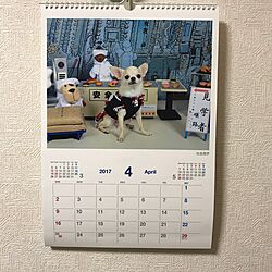 壁/天井/チワワ/カレンダーのインテリア実例 - 2017-04-25 18:26:53