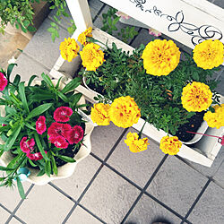 お花のある暮らし/植物のある暮らし/庭のお花/ガーデニング/ガーデン雑貨...などのインテリア実例 - 2021-07-04 08:00:05