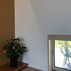 観葉植物/壁/天井/和室のインテリア実例 - 2020-05-28 11:51:36