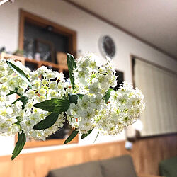 コデマリの花/花のある暮らし/癒し/お花が好き/リビングのインテリア実例 - 2020-03-01 00:38:19