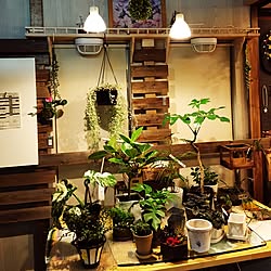 キッチン/観葉植物/照明/DIY/ディアウォール...などのインテリア実例 - 2016-02-11 23:18:47