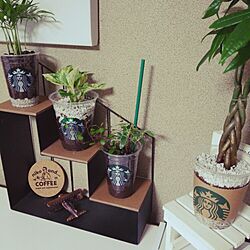 棚/観葉植物を添えて/スタバのカップ再利用♡/団地でも諦めない！/観葉植物...などのインテリア実例 - 2015-04-07 18:36:02