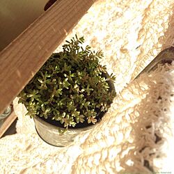 リビング/多肉植物/手作り窓枠/DIY/カフェカーテンのインテリア実例 - 2014-01-20 22:27:36