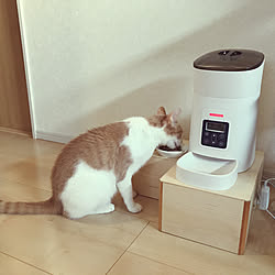 自動給餌器/食事台/ねこと暮らす/猫がいる暮らし/DIY...などのインテリア実例 - 2020-07-23 09:47:38