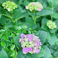 庭/この時期紫陽花ボケしてます‥/グリーンのある暮らし/紫陽花/玄関...などのインテリア実例 - 2020-06-24 16:52:21