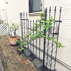 玄関/入り口/お庭/薔薇庭/移植のコツ/ひと雨ごとに、成長♪...などのインテリア実例 - 2023-03-23 11:26:37