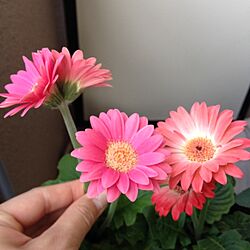 部屋全体/お花♡/植物のインテリア実例 - 2014-05-19 07:58:18