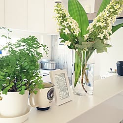 キッチン/植物/日替わり投稿企画!木曜日/観葉植物/白が好き...などのインテリア実例 - 2017-06-18 07:56:39