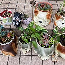 多肉と観葉植物/陶器の鉢カバー/犬の雑貨/玄関/入り口のインテリア実例 - 2023-04-06 13:34:51