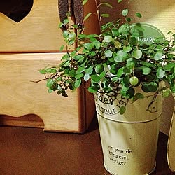 玄関/入り口/観葉植物のインテリア実例 - 2013-10-27 20:26:06