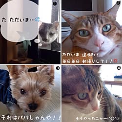 部屋全体/猫のいる生活/つぶやきシリーズ/犬のいる暮らし/ナチュラルのインテリア実例 - 2016-01-21 07:36:08