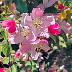可愛いピンク色/ハナカイドウ/庭の花のインテリア実例 - 2019-04-10 22:28:46