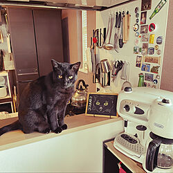 ネコのいる暮らし/ネコと暮らす/セリアの黒板/デロンギコーヒーメーカー/リビングのインテリア実例 - 2022-06-20 17:00:42