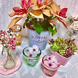 頑張ってるポインセチア/多肉植物♡/桜の花びら/花のある暮らし/お花大好き♡...などのインテリア実例 - 2020-03-30 15:39:43