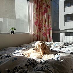 ベッド周り/ペット/犬部♪のインテリア実例 - 2013-12-12 10:35:55