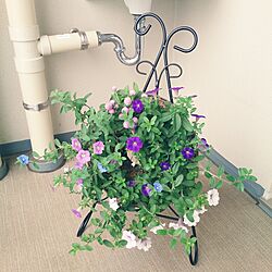 玄関/入り口/植物のインテリア実例 - 2014-06-08 13:27:02