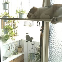 棚/窓枠DIY/棚DIY/キャットウォークDIY/ねこ部...などのインテリア実例 - 2016-07-14 07:56:01