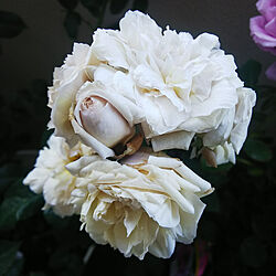 部屋全体/バラのベランダ/バラが好き/ガーデニング/切り花薔薇...などのインテリア実例 - 2020-05-14 09:06:38