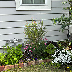 玄関/入り口/緑のある暮らし/花のある暮らしのインテリア実例 - 2024-04-10 08:35:44