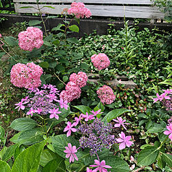 ガーデン/紫陽花/庭/いいね、フォロー本当に感謝です♡のインテリア実例 - 2023-06-20 09:00:30