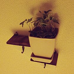 壁/天井/植物/3coin/3COINSのインテリア実例 - 2013-04-18 00:21:19