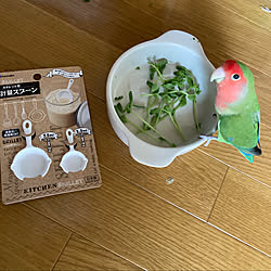 計量スプーン/RCの出会いに感謝♡/カーペット/鳥部/ラグのある暮らし...などのインテリア実例 - 2021-03-29 22:47:22