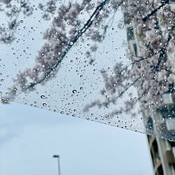 花散らしの雨/舞い散る桜/桜/複数枚投稿/部屋全体のインテリア実例 - 2023-04-05 14:17:47