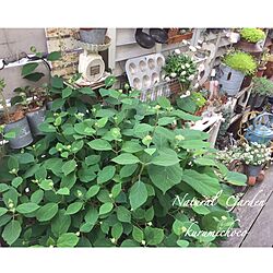 バス/トイレ/日替わり投稿企画!木曜日/植物/ピンクアナベル/ベランダ...などのインテリア実例 - 2017-05-18 16:32:27