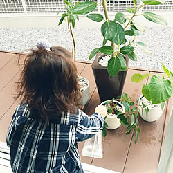 玄関/入り口/暮らしの一コマ/こどもと暮らす。/普通の家/観葉植物...などのインテリア実例 - 2018-03-15 12:42:41