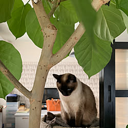 猫の壁紙/観葉植物/猫/猫タワー/室内窓...などのインテリア実例 - 2019-03-25 07:52:06