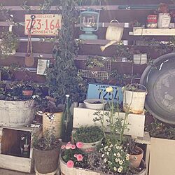 玄関/入り口/DIY/板壁/雑貨/植物のインテリア実例 - 2014-03-09 09:48:25