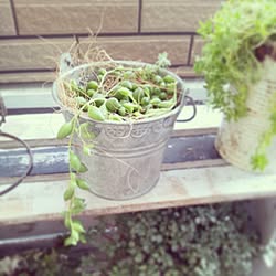 植物/１００円♡のインテリア実例 - 2013-08-30 15:13:44