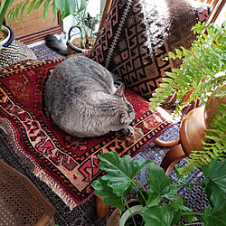 リビング/植物のある暮らし/BOHOインテリア/猫のいる生活/トルコ絨毯...などのインテリア実例 - 2021-08-07 08:47:04