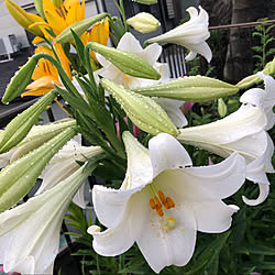 植物/植物のある暮らし/心地よい暮らし/季節を楽しむ暮らし/はなのある暮らし...などのインテリア実例 - 2021-06-18 07:59:01